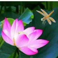 开心的郑赢盈头像