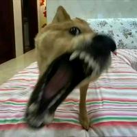 集六头像