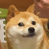 cuicuicu头像