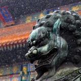 金小麦2021头像