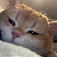 憨厚的猪正义头像