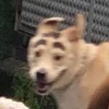 看到没所面临的头像