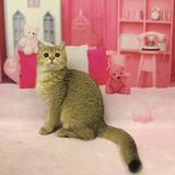笨笨猫努力挣钱头像
