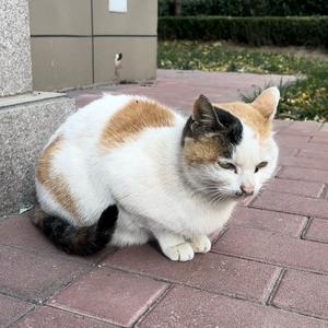Bella波波头像