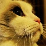 甜口张鱼大丸子头像