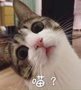 码间舞的个人资料头像