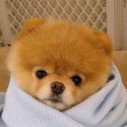 摸鱼渣狗师的个人资料头像