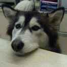 逐鹿同志的个人资料头像