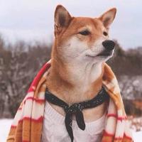 一条游不快的小鱼儿头像