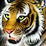 tiger头像