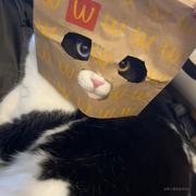 麦麦猫的个人资料头像