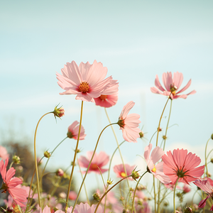 敏锐双城5H头像