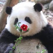 秋子aria的个人资料头像