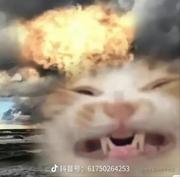 肥肥龙的个人资料头像