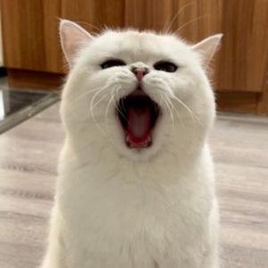 上进的小兔君头像