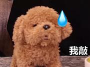 冷漠塑料袋的个人资料头像