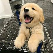 致心的个人资料头像