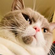 喵尼玛的个人资料头像