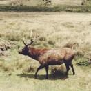 阿卜杜拉买买提头像