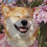 元气满满的小胖子头像