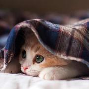 Oliver的个人资料头像