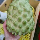 Zhangfanq头像