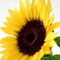 jj微风细雨头像