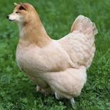 心缘82105头像