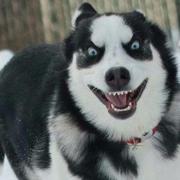 搞象派的个人资料头像