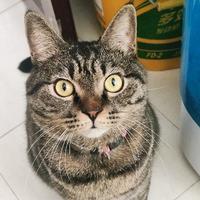 小刺猬79头像