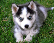 炖出红橙的个人资料头像