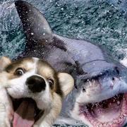 Caterpillar的个人资料头像