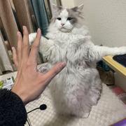 全栈小小刘Try的个人资料头像