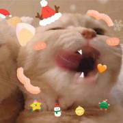 Asura953的个人资料头像