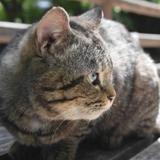 鎏金岁月0913头像