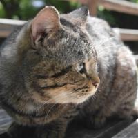 鎏金岁月0913头像