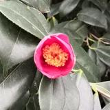 锦明旺旺旺头像