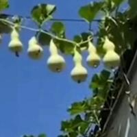 不就是空军头像