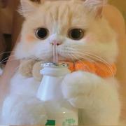 AmandaLee的个人资料头像