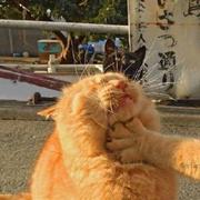 小诸葛361的个人资料头像