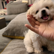 大脸儿骏 · 宋Pro DM车主·车龄半年头像