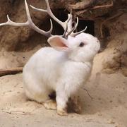 gao2m的个人资料头像