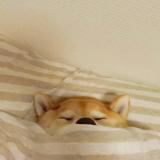 真系海聪头像