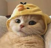 白蓝的小花园的个人资料头像