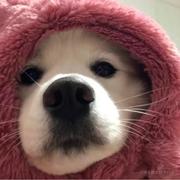 彭于晏_010的个人资料头像