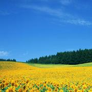 _柳青杨的个人资料头像