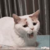 Smile82385头像