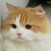 梦想有一只猫猫头像