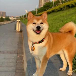 柴犬犬舍 全国可发头像