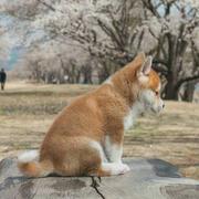 VanCzech的个人资料头像